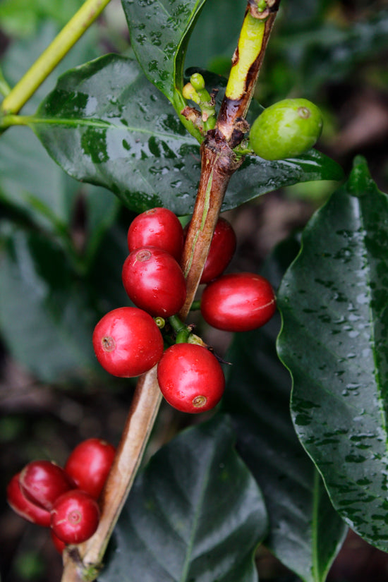 Black & Gold Coffee Roasters product 3